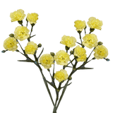 Yellow Spray Carnations Bunches – Fresh Cut Flowers