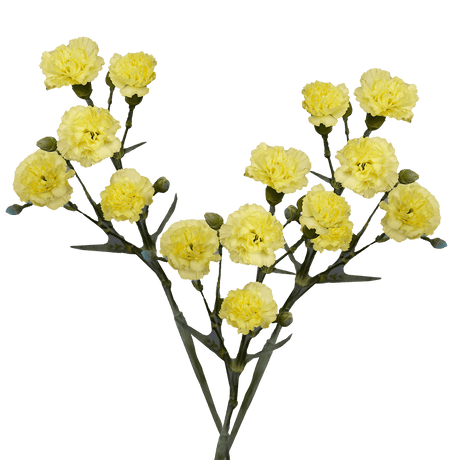 Yellow Spray Carnations Bunches – Fresh Cut Flowers