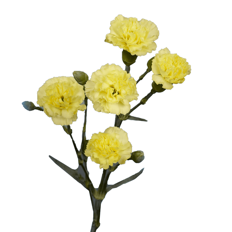 Yellow Spray Carnations Bunches – Fresh Cut Flowers