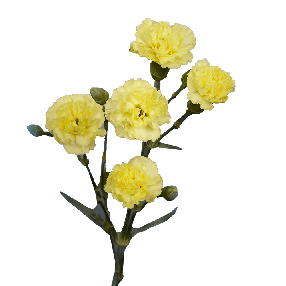 Yellow Spray Carnations Bunches – Fresh Cut Flowers