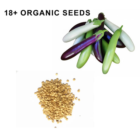 Fingerling Mix Eggplant Heirloom Seeds Good for Containers Patio and Balcony Organic Non GMO