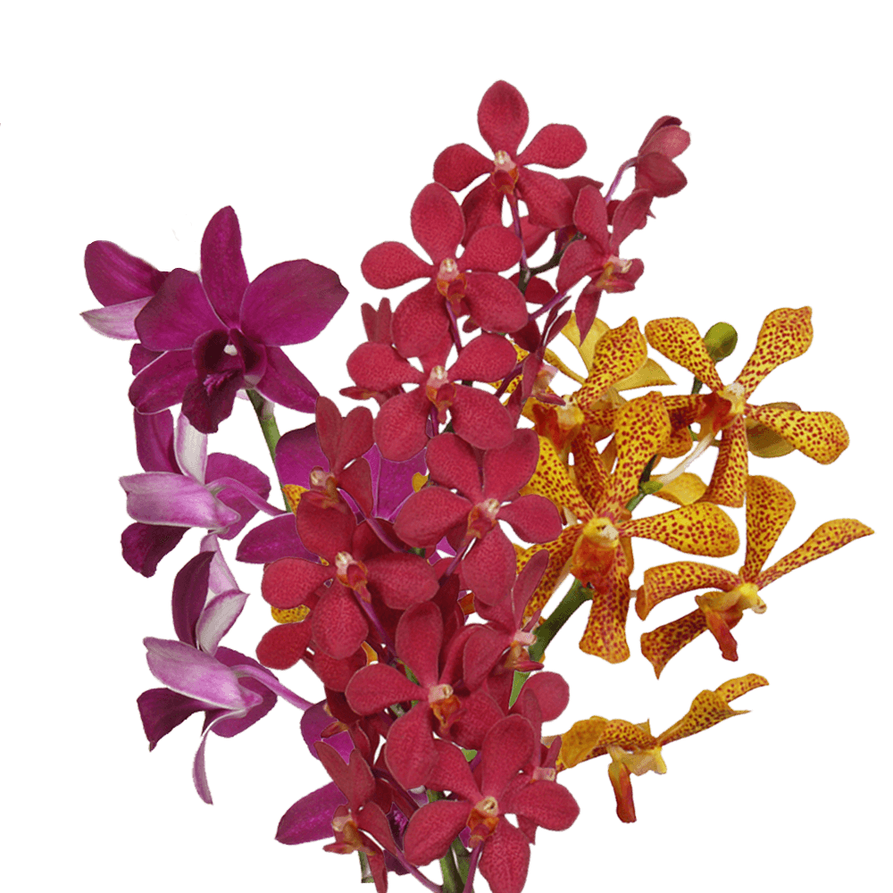 Your Choice of Color Orchids Bunches – Fresh Cut Flowers