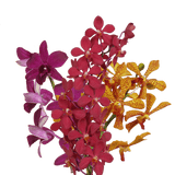 Your Choice of Color Orchids Bunches – Fresh Cut Flowers