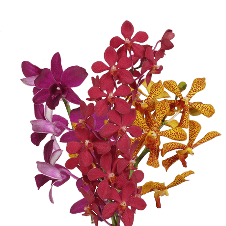 Your Choice of Color Orchids Bunches – Fresh Cut Flowers