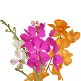 Your Choice of Color Orchids Bunches – Fresh Cut Flowers