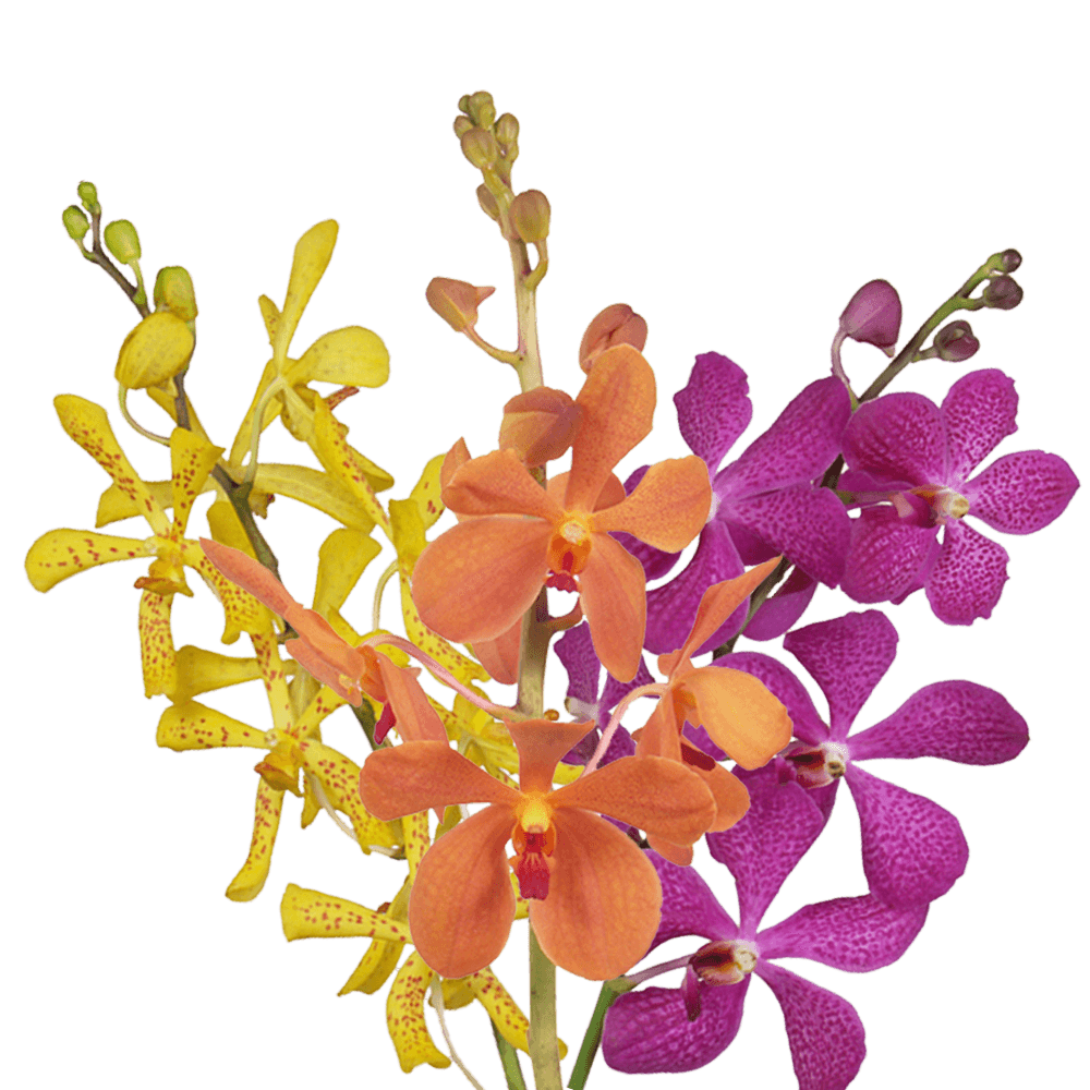 Your Choice of Color Orchids Bunches – Fresh Cut Flowers