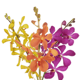 Your Choice of Color Orchids Bunches – Fresh Cut Flowers