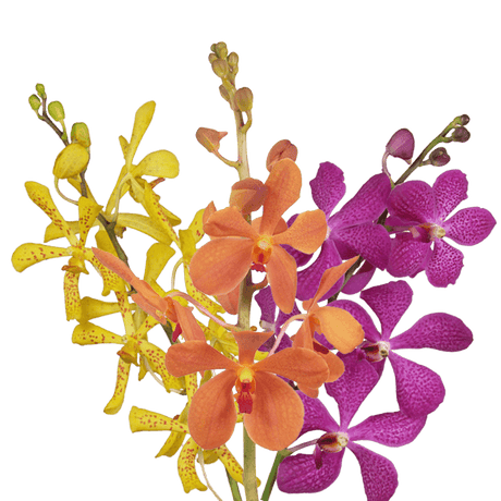 Your Choice of Color Orchids Bunches – Fresh Cut Flowers