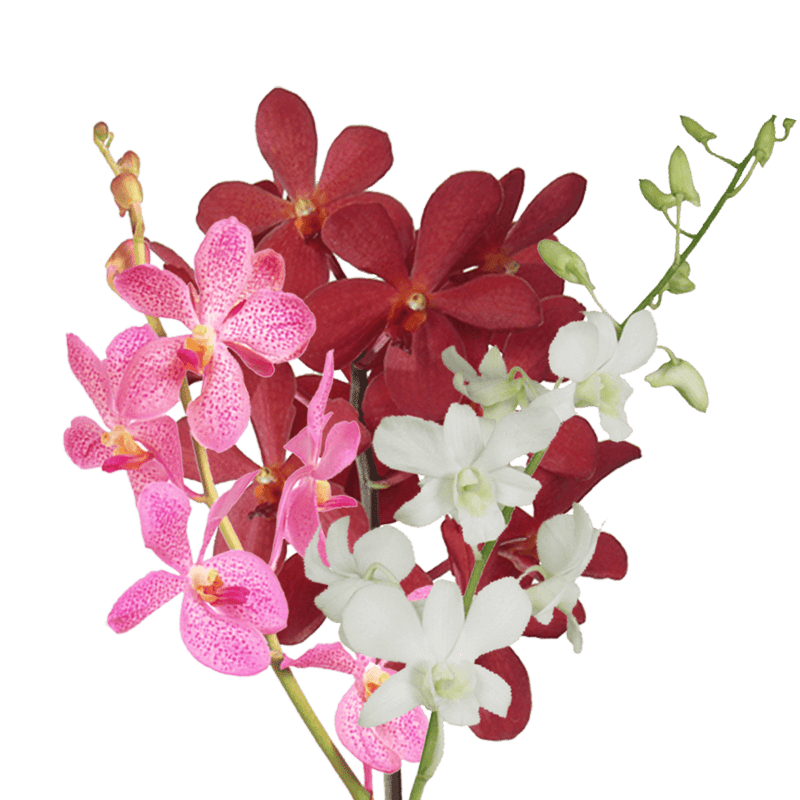 Your Choice of Color Orchids Bunches – Fresh Cut Flowers