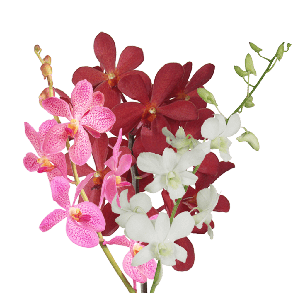Your Choice of Color Orchids Bunches – Fresh Cut Flowers