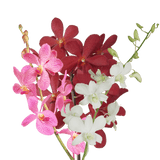 Your Choice of Color Orchids Bunches – Fresh Cut Flowers